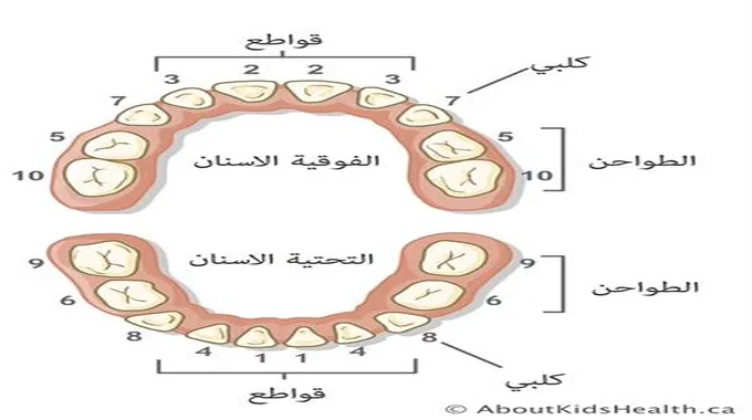 من عمر كم التسنين؟